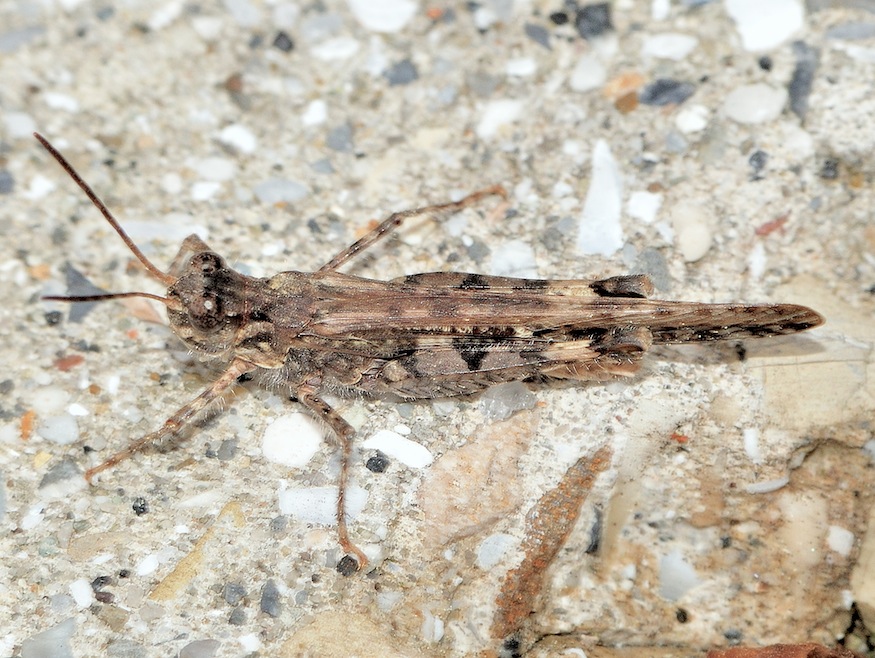 piccolo Ortottero: Acrotylus patruelis